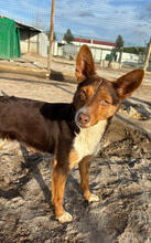 PRADA, Hund, Mischlingshund in Portugal - Bild 3