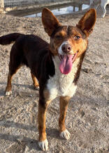 PRADA, Hund, Mischlingshund in Grevenbroich