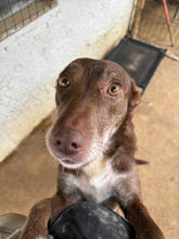 ERIKA, Hund, Mischlingshund in Portugal - Bild 1