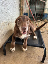 ERIKA, Hund, Mischlingshund in Portugal - Bild 2