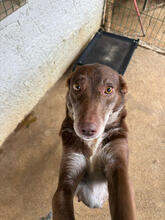 ERIKA, Hund, Mischlingshund in Portugal - Bild 5