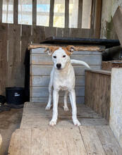 ROSE, Hund, Mischlingshund in Portugal - Bild 3