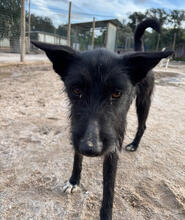 PANDORA, Hund, Mischlingshund in Portugal - Bild 2