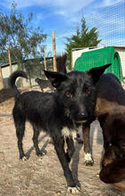 PANDORA, Hund, Mischlingshund in Portugal - Bild 4