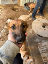 LILA, Hund, Mischlingshund in Portugal - Bild 4