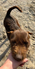 PRINCESA, Hund, Mischlingshund in Portugal - Bild 3