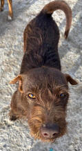 PRINCESA, Hund, Mischlingshund in Portugal - Bild 4