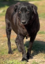 BLAKY, Hund, Mischlingshund in Rumänien - Bild 2