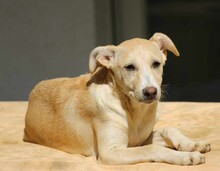 SUSEN, Hund, Mischlingshund in Weilburg