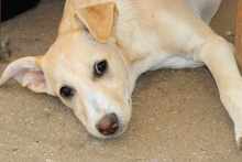 SUSEN, Hund, Mischlingshund in Weilburg - Bild 10