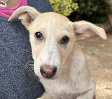 SUSEN, Hund, Mischlingshund in Weilburg - Bild 11