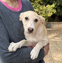 SUSEN, Hund, Mischlingshund in Weilburg - Bild 12