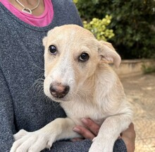 SUSEN, Hund, Mischlingshund in Weilburg - Bild 13