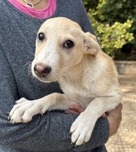 SUSEN, Hund, Mischlingshund in Weilburg - Bild 14