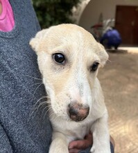 SUSEN, Hund, Mischlingshund in Weilburg - Bild 15