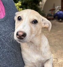 SUSEN, Hund, Mischlingshund in Weilburg - Bild 16