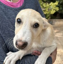 SUSEN, Hund, Mischlingshund in Weilburg - Bild 17