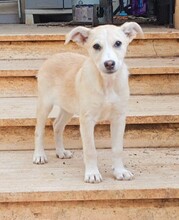 SUSEN, Hund, Mischlingshund in Weilburg - Bild 18