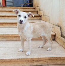 SUSEN, Hund, Mischlingshund in Weilburg - Bild 19