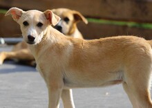 SUSEN, Hund, Mischlingshund in Weilburg - Bild 2