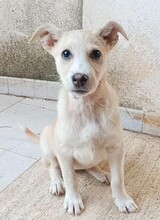 SUSEN, Hund, Mischlingshund in Weilburg - Bild 20
