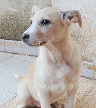 SUSEN, Hund, Mischlingshund in Weilburg - Bild 21