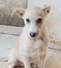 SUSEN, Hund, Mischlingshund in Weilburg - Bild 22