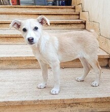 SUSEN, Hund, Mischlingshund in Weilburg - Bild 23