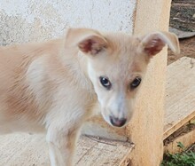 SUSEN, Hund, Mischlingshund in Weilburg - Bild 24