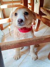 SUSEN, Hund, Mischlingshund in Weilburg - Bild 26
