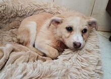 SUSEN, Hund, Mischlingshund in Weilburg - Bild 27
