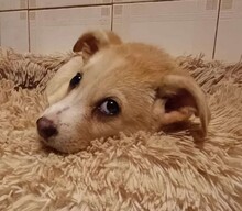 SUSEN, Hund, Mischlingshund in Weilburg - Bild 28