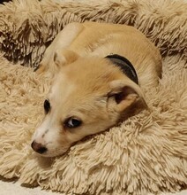SUSEN, Hund, Mischlingshund in Weilburg - Bild 29