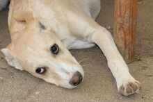 SUSEN, Hund, Mischlingshund in Weilburg - Bild 3