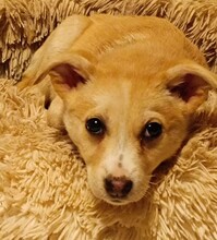 SUSEN, Hund, Mischlingshund in Weilburg - Bild 30