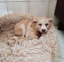 SUSEN, Hund, Mischlingshund in Weilburg - Bild 31