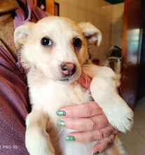 SUSEN, Hund, Mischlingshund in Weilburg - Bild 32