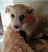 SUSEN, Hund, Mischlingshund in Weilburg - Bild 33