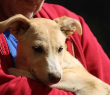 SUSEN, Hund, Mischlingshund in Weilburg - Bild 4