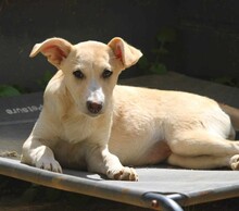 SUSEN, Hund, Mischlingshund in Weilburg - Bild 5