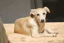 SUSEN, Hund, Mischlingshund in Weilburg - Bild 6
