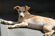 SUSEN, Hund, Mischlingshund in Weilburg - Bild 7