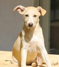 SUSEN, Hund, Mischlingshund in Weilburg - Bild 8