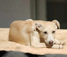 SUSEN, Hund, Mischlingshund in Weilburg - Bild 9