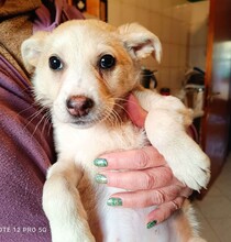 SUSAN, Hund, Mischlingshund in Bad Vilbel - Bild 1