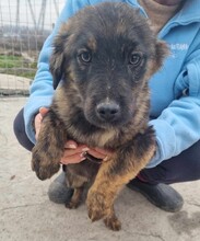 OSSI, Hund, Mischlingshund in Rumänien - Bild 3