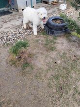 LOTUS, Hund, Komondor-Mix in Slowakische Republik - Bild 1