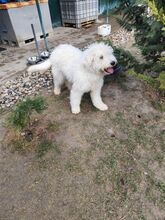 LOTUS, Hund, Komondor-Mix in Slowakische Republik - Bild 3