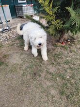 LOTUS, Hund, Komondor-Mix in Slowakische Republik - Bild 4