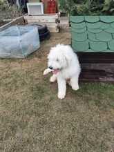 LOTUS, Hund, Komondor-Mix in Slowakische Republik - Bild 5